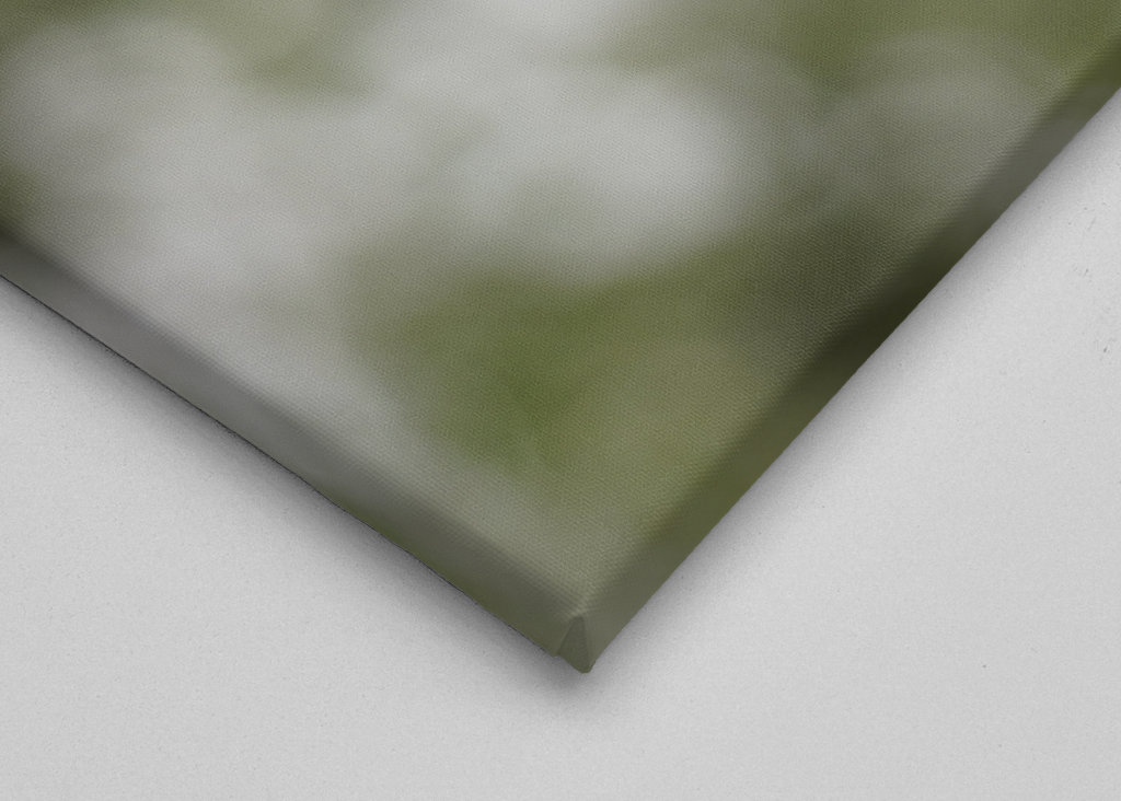 Cseresznye virágzik tavasszal