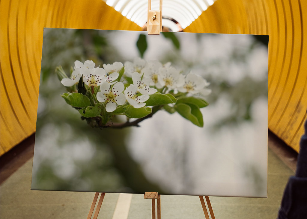 Cseresznye virágzik tavasszal