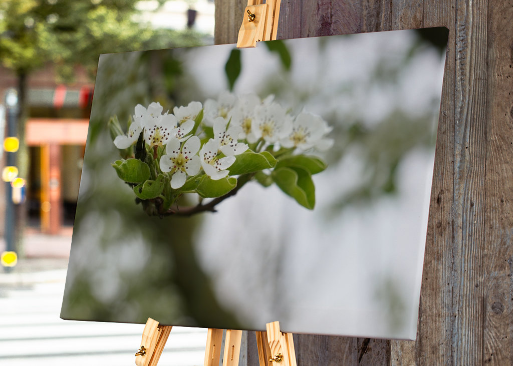 Cseresznye virágzik tavasszal