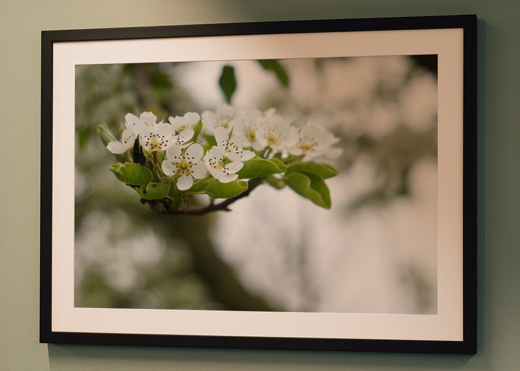 Cseresznye virágzik tavasszal