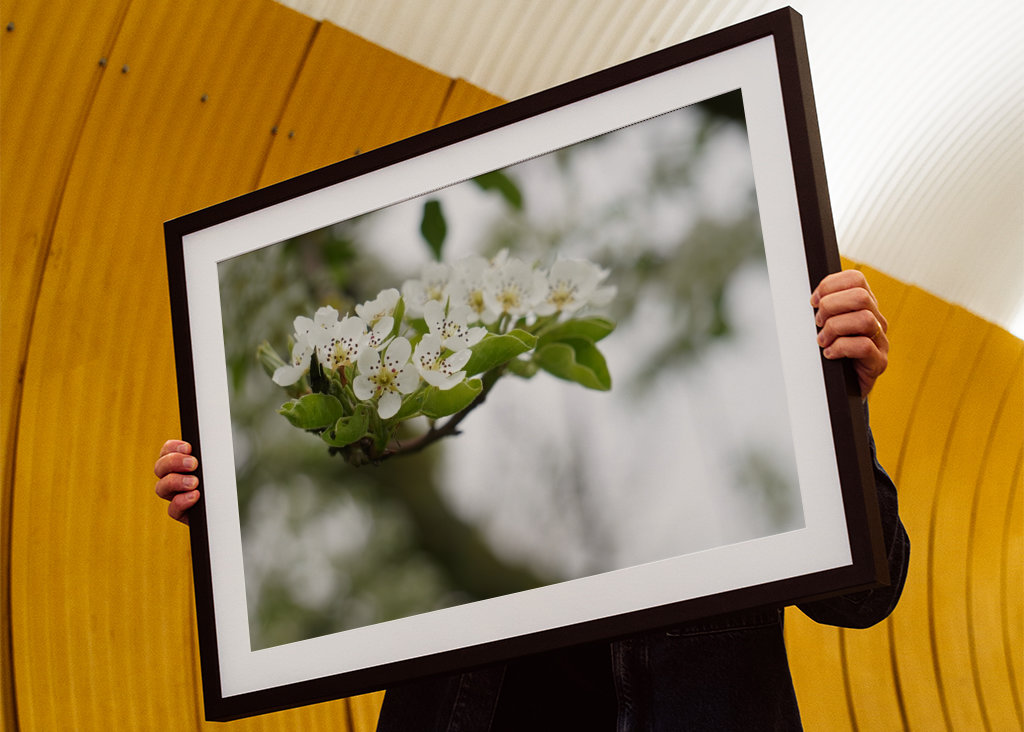 Cseresznye virágzik tavasszal
