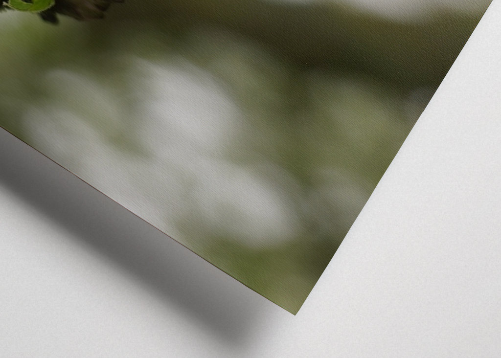 Cseresznye virágzik tavasszal