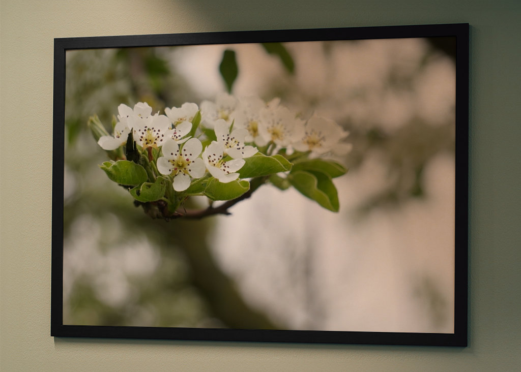 Cseresznye virágzik tavasszal