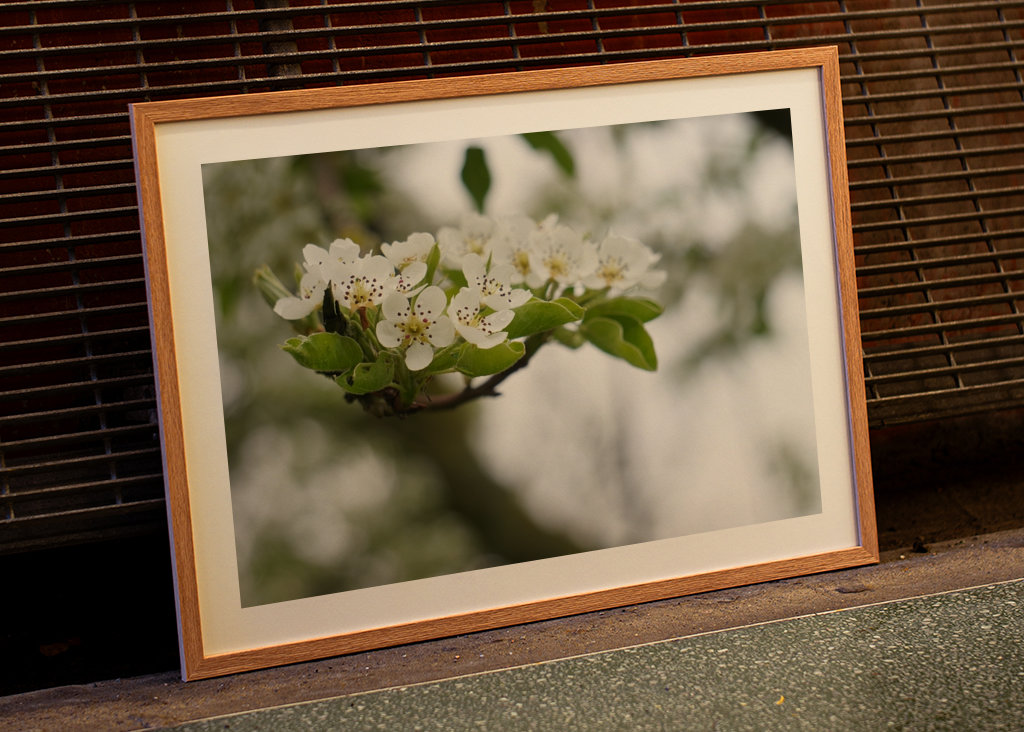 Cseresznye virágzik tavasszal