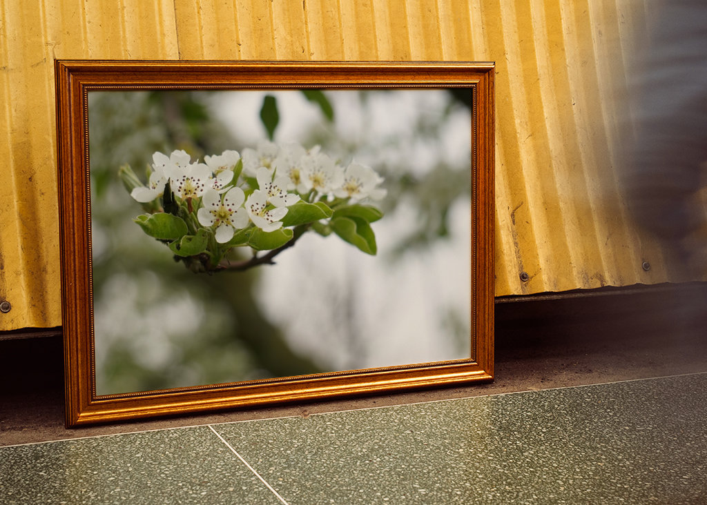 Cseresznye virágzik tavasszal