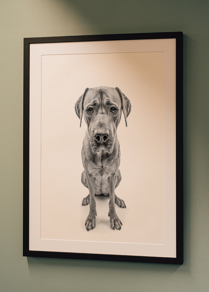 Hund mit Welpenaugen