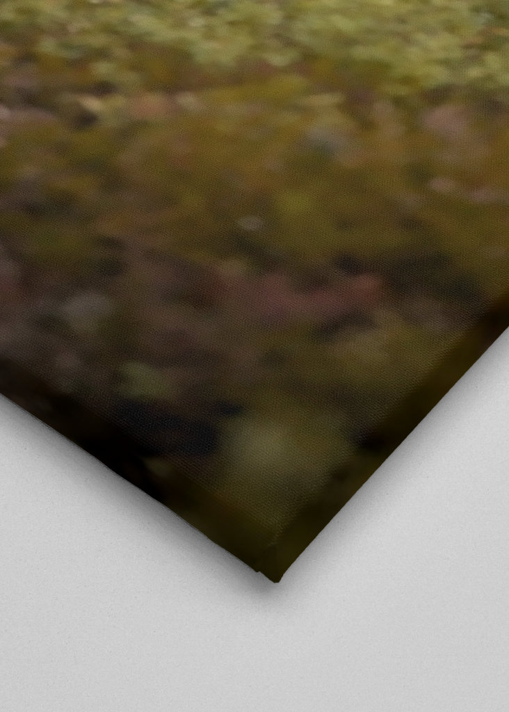 Kohút hlucháň hlucháň na lesnej čistinke