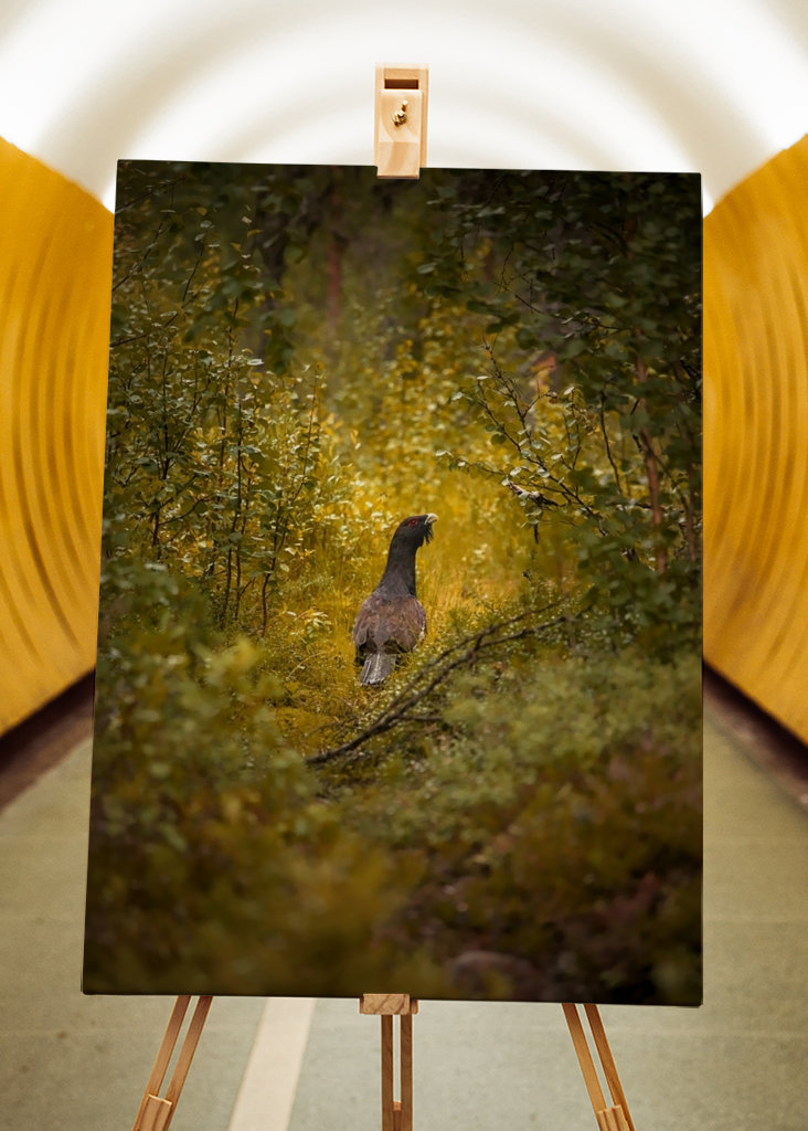 Kohút hlucháň hlucháň na lesnej čistinke