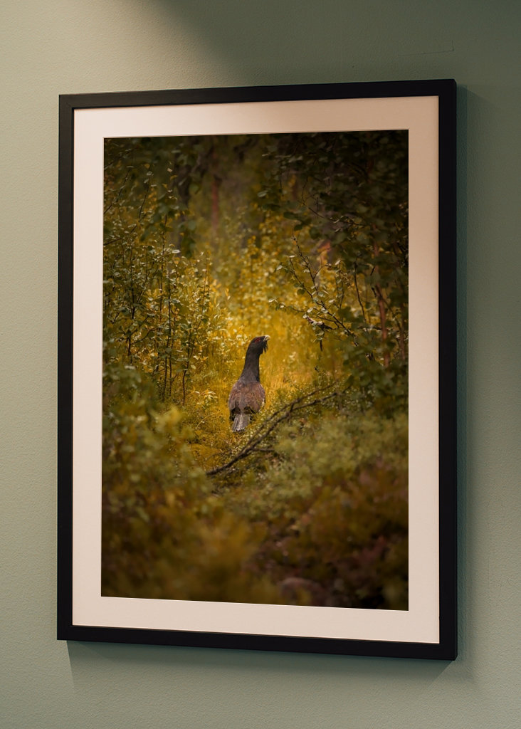 Kohút hlucháň hlucháň na lesnej čistinke