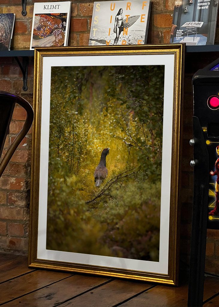 Kohút hlucháň hlucháň na lesnej čistinke