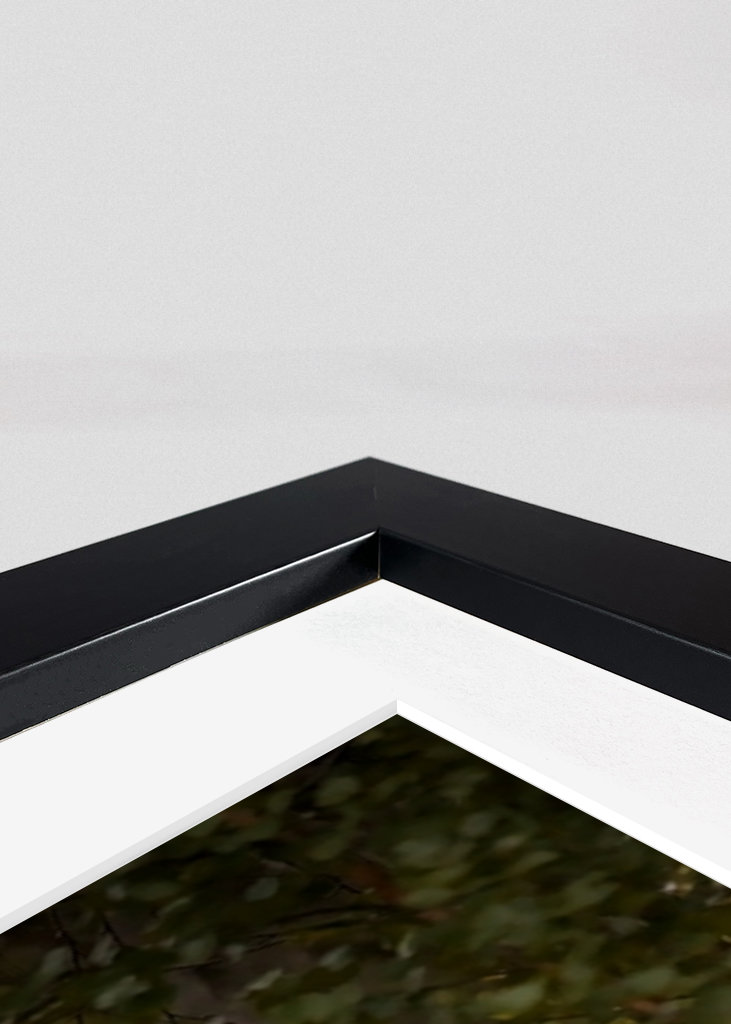 Kohút hlucháň hlucháň na lesnej čistinke