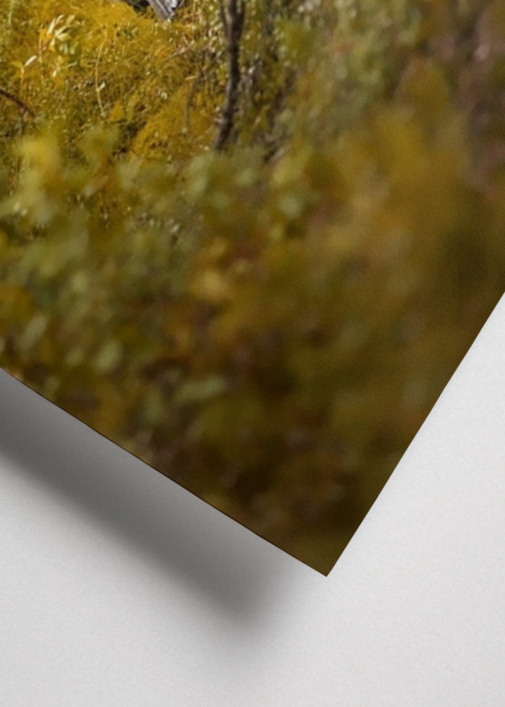 Kohút hlucháň hlucháň na lesnej čistinke