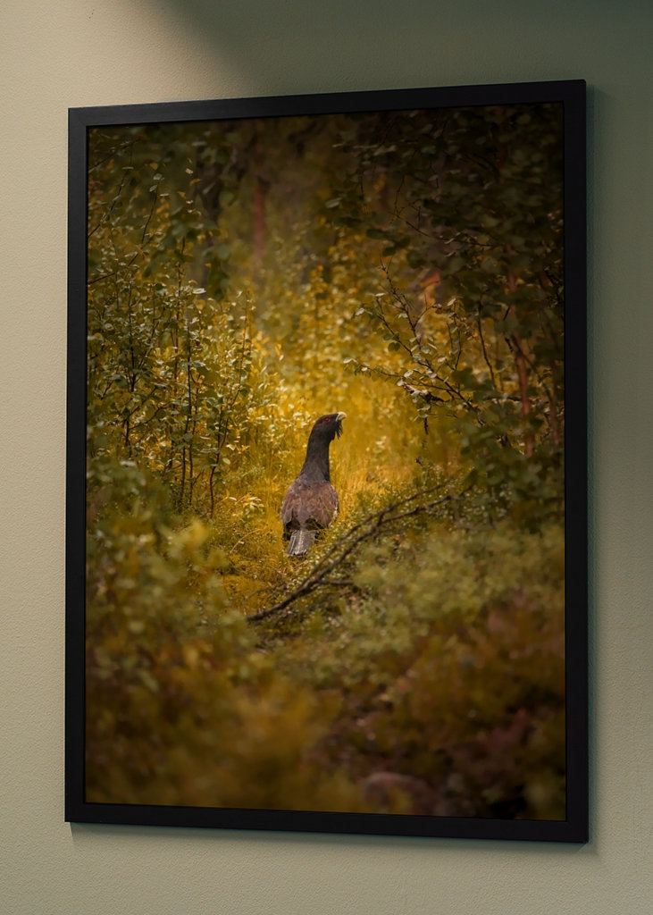 Kohút hlucháň hlucháň na lesnej čistinke