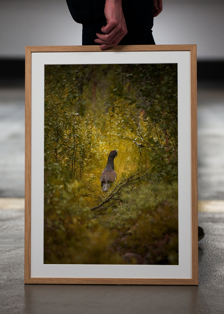 Kohút hlucháň hlucháň na lesnej čistinke