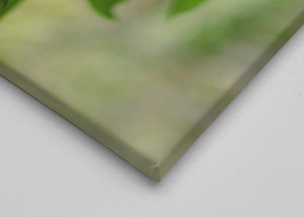 Grüne Pflanzenblätter