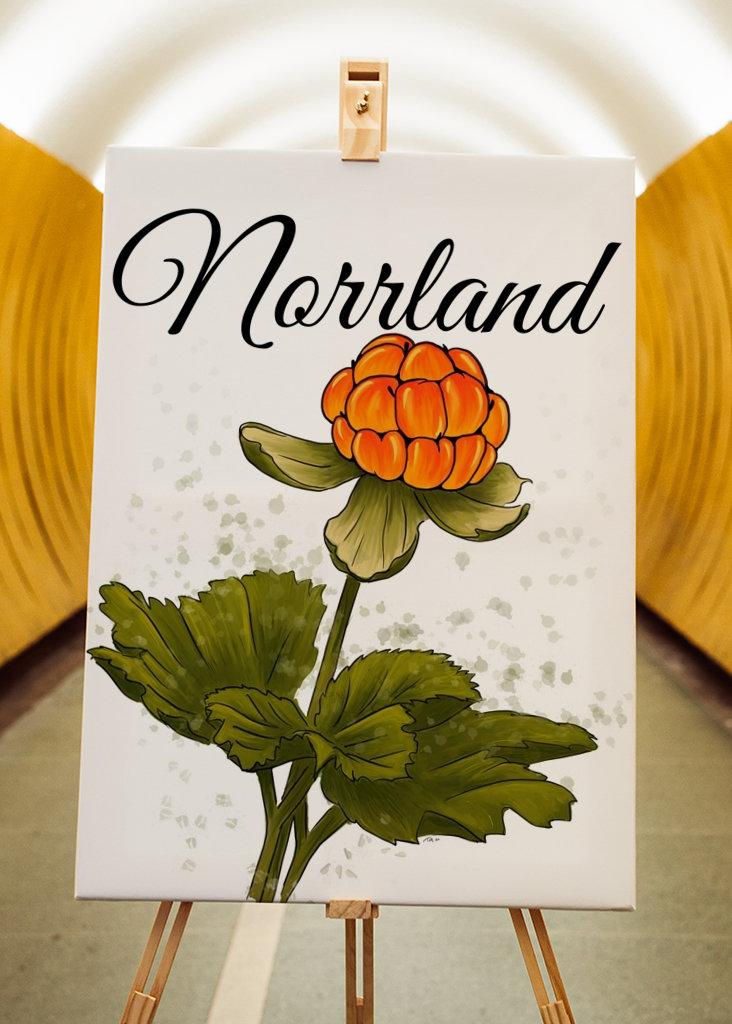 Norrland The cloudberry