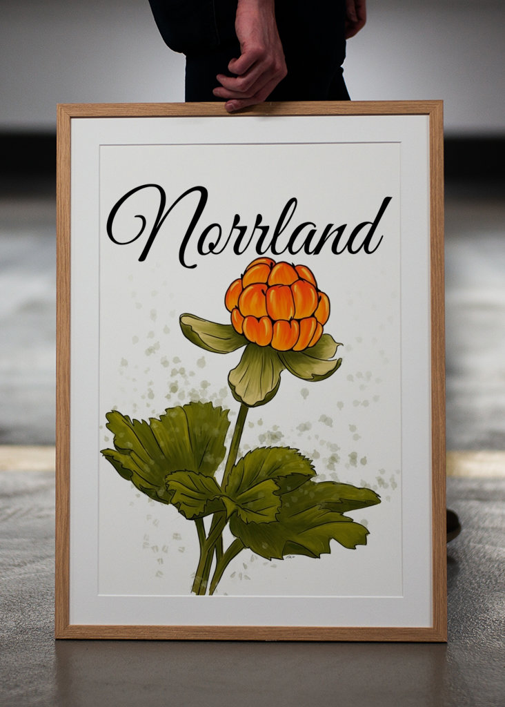 Norrland The cloudberry