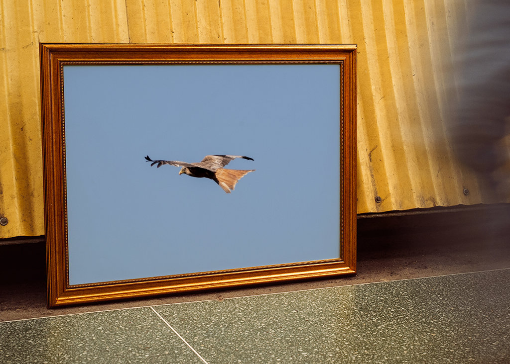 Een buizerd tijdens de vlucht 