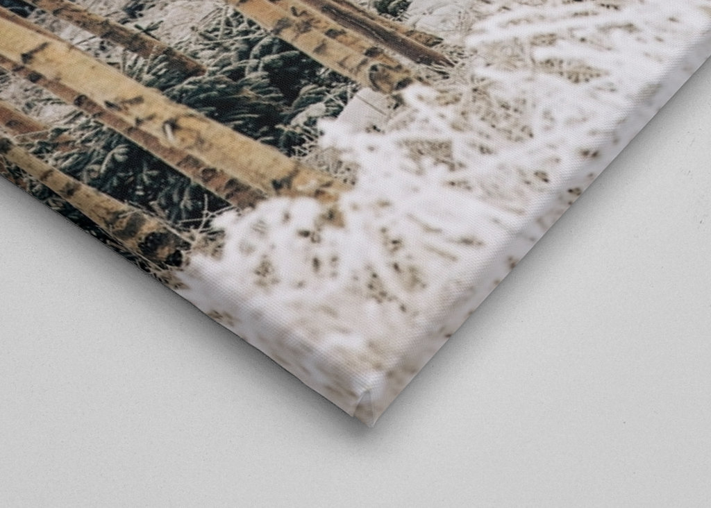 Birches in winter frost