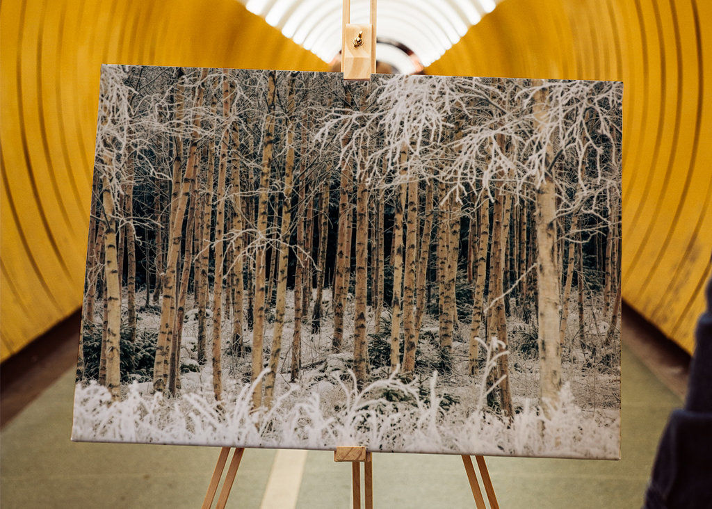 Birches in winter frost
