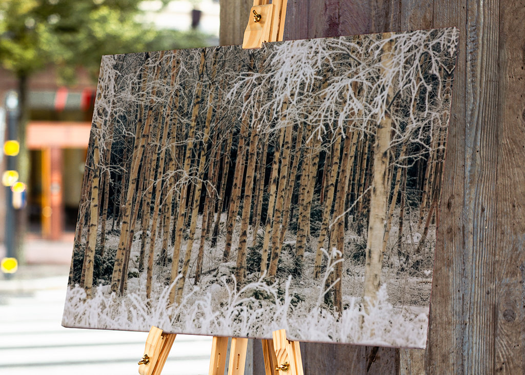 Birches in winter frost