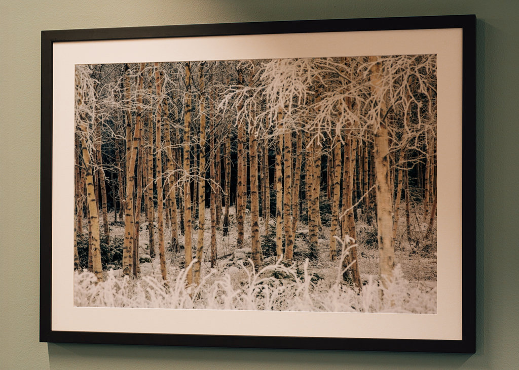 Birches in winter frost