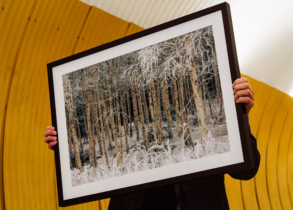Birches in winter frost