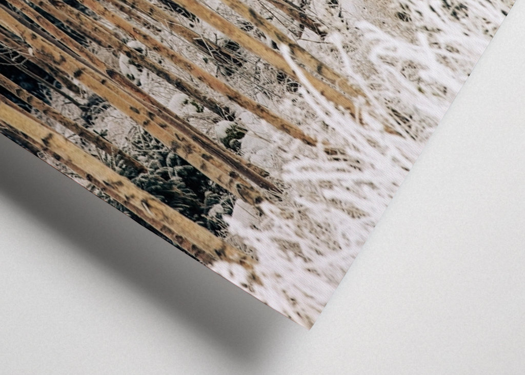 Birches in winter frost