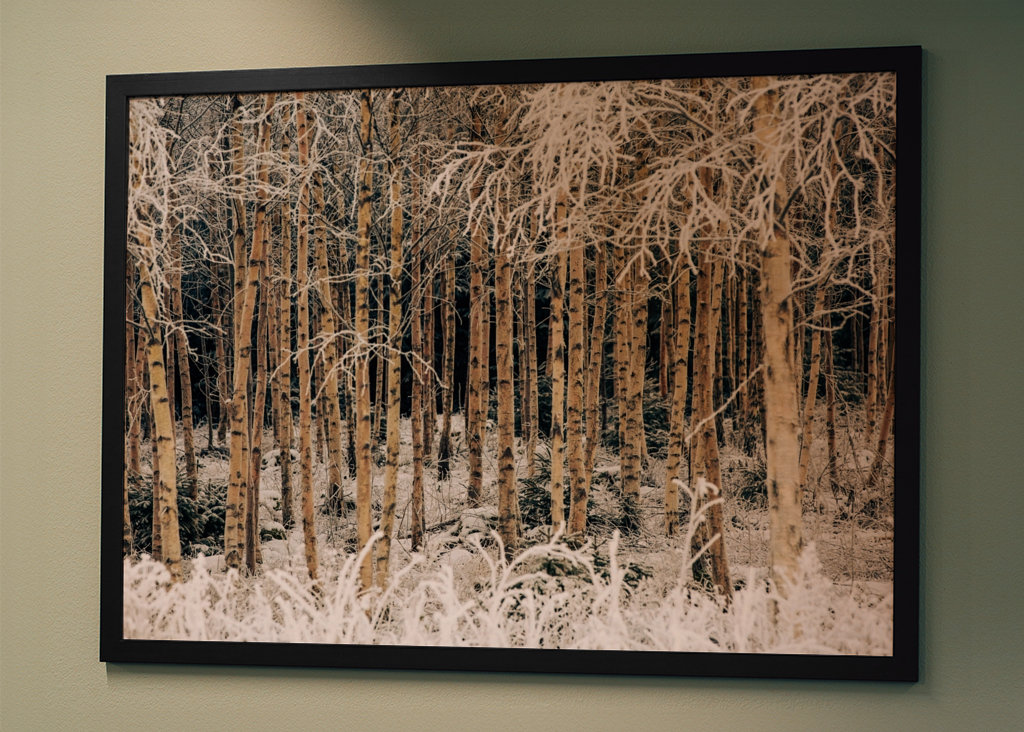 Birches in winter frost