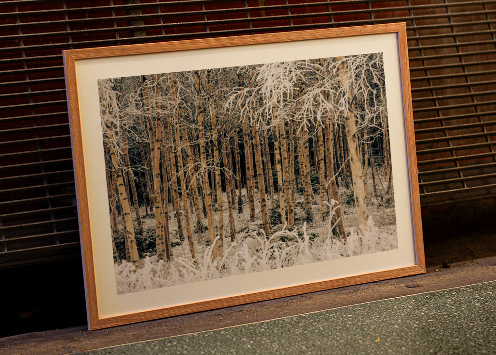 Birches in winter frost