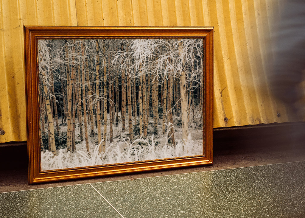 Birches in winter frost