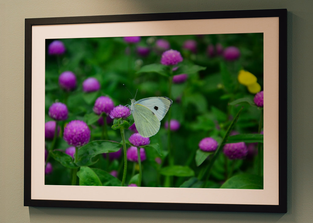 Butterfly and flowers