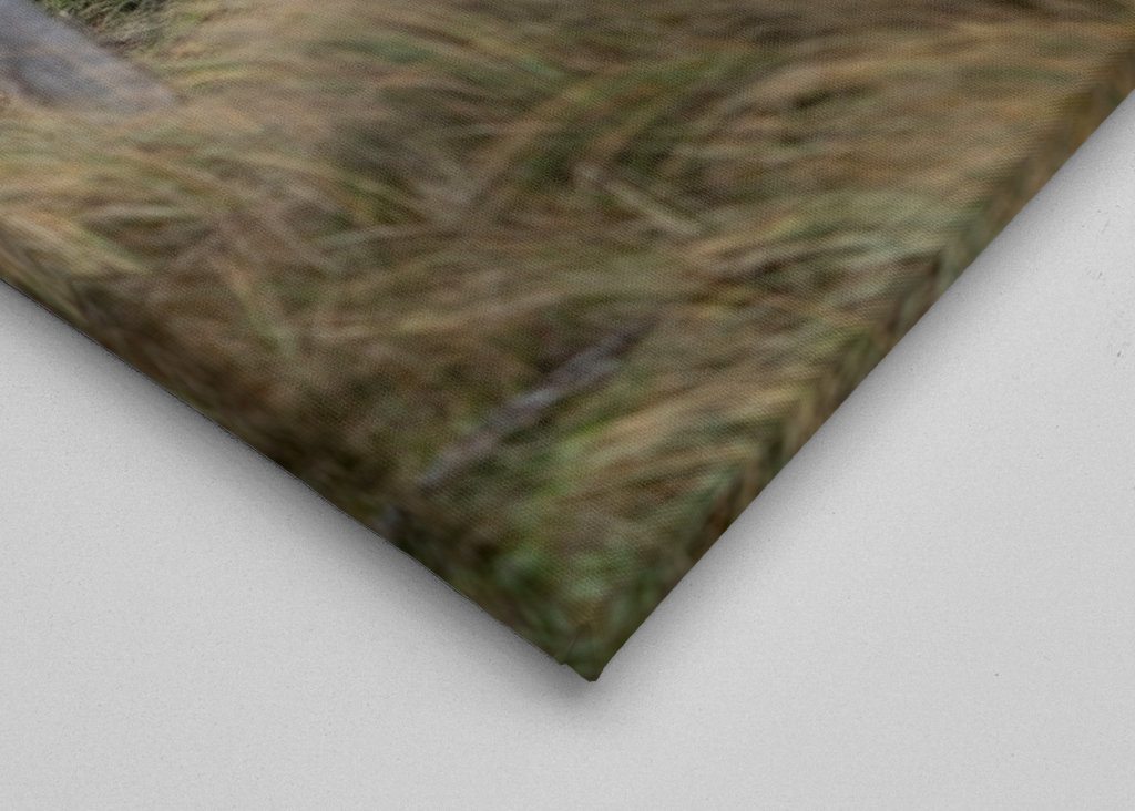 The way to the beach