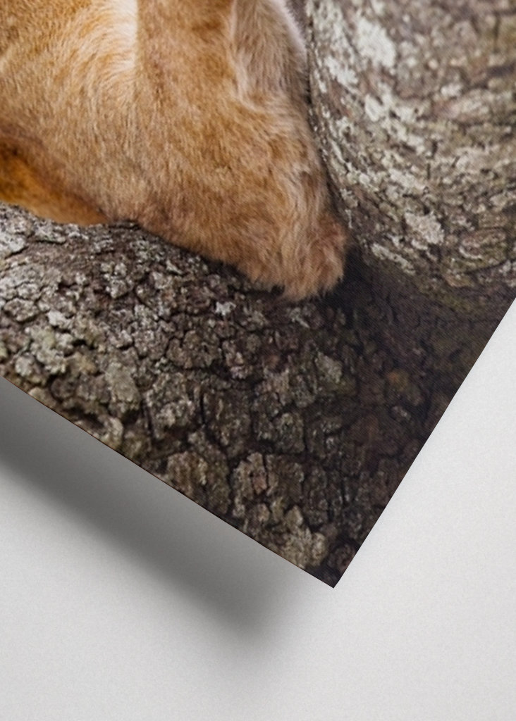 Lion resting in tree in Africa