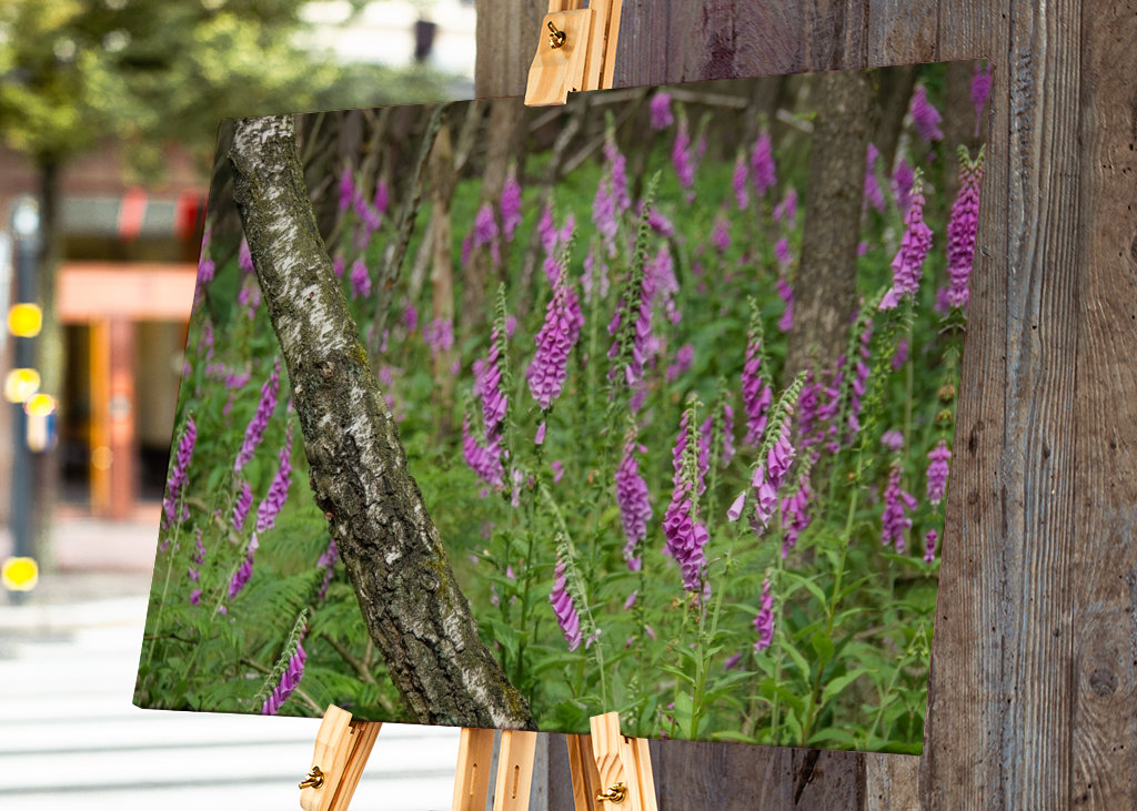 flowers in the forest