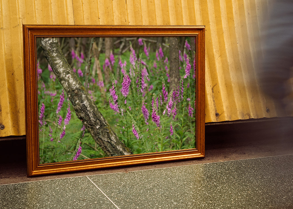 flowers in the forest