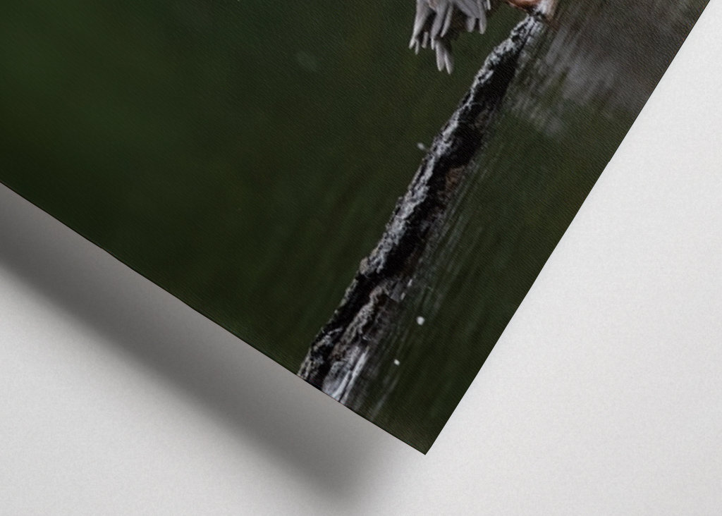 Merganser on lakeshore