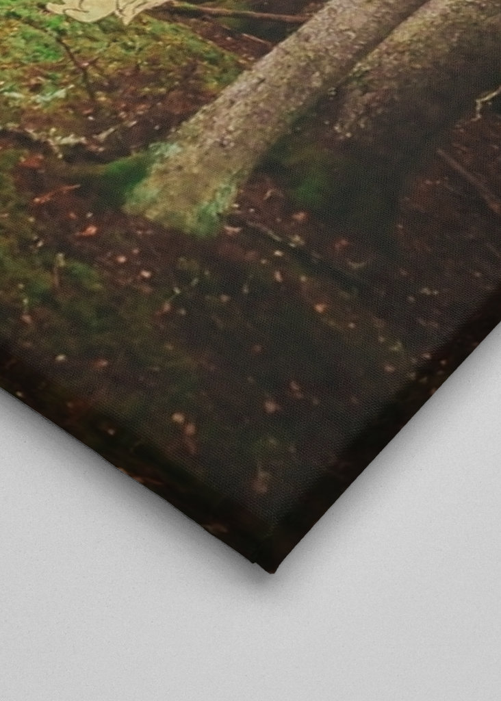 Evening in fairytale forest