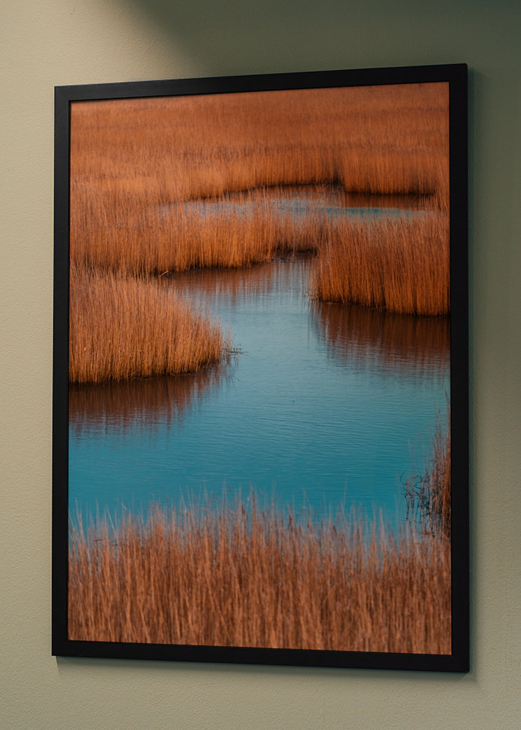 The forest of the coastline