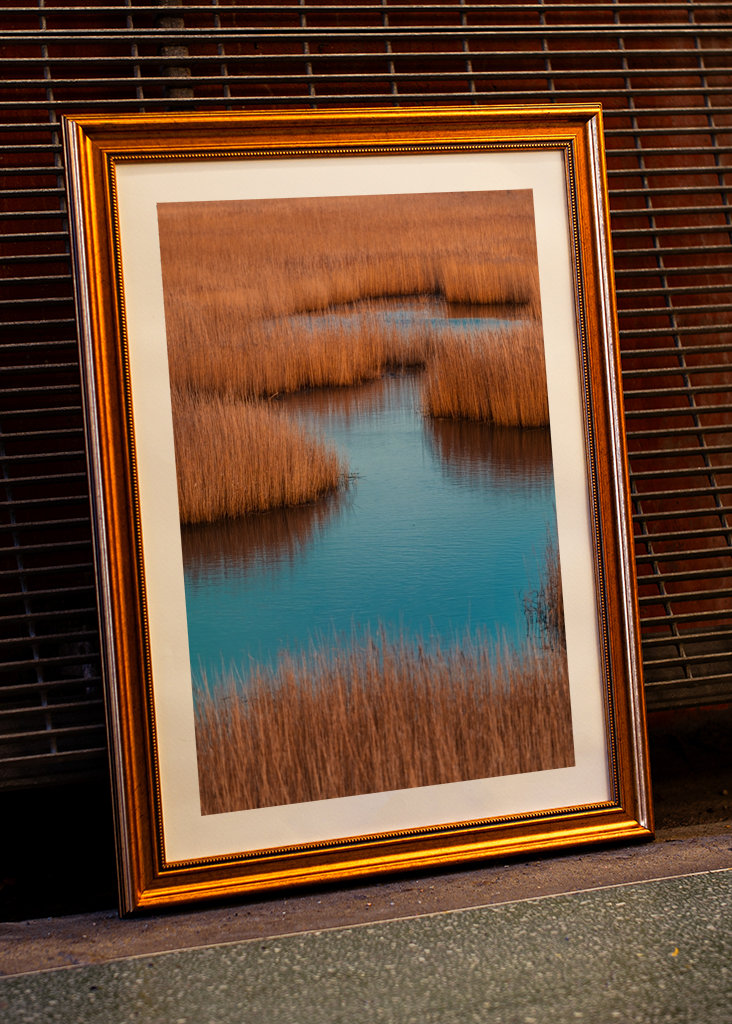 The forest of the coastline