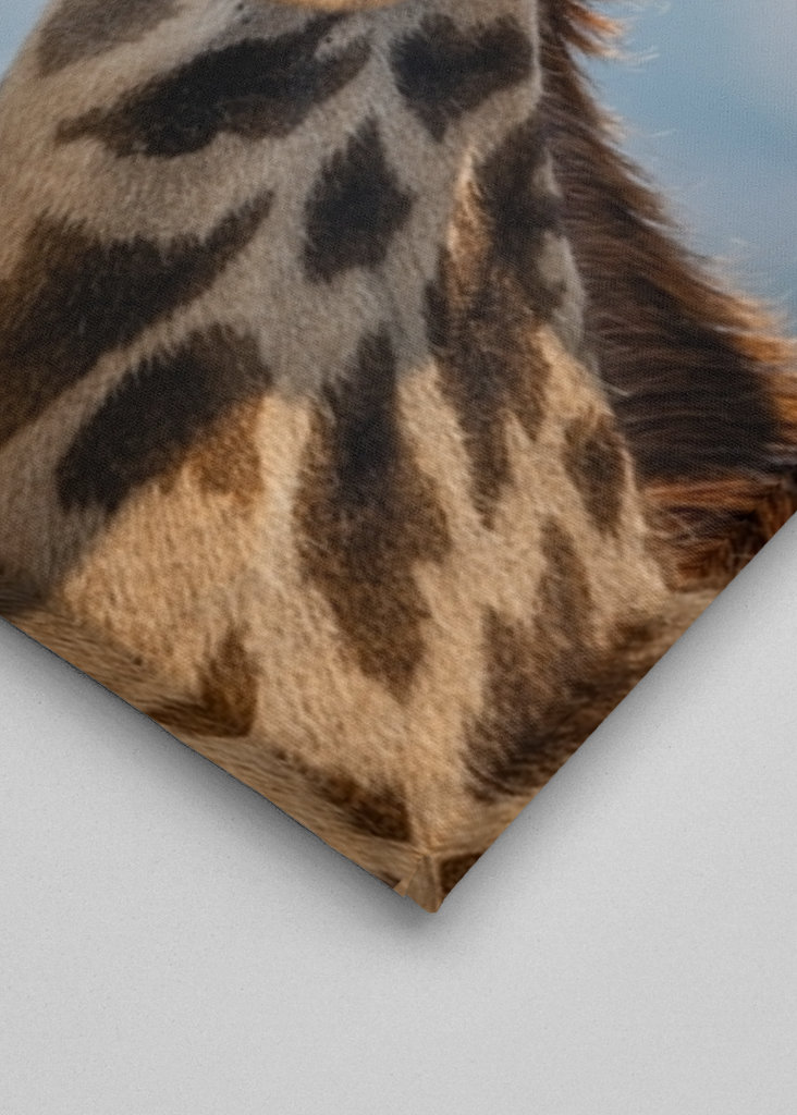 See the world like a giraffe.