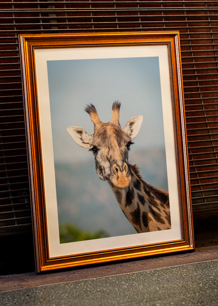 See the world like a giraffe.