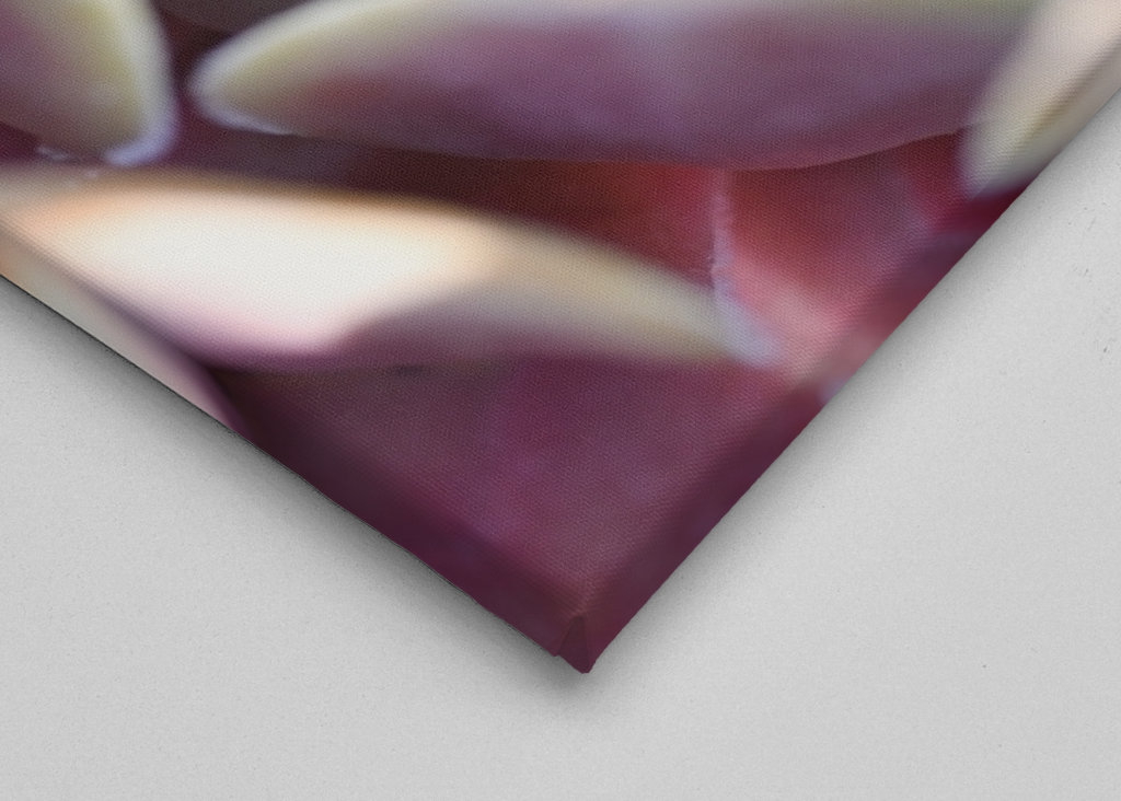 Houseleek after rain