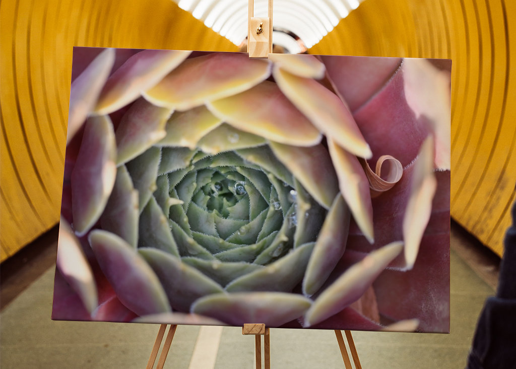 Houseleek after rain