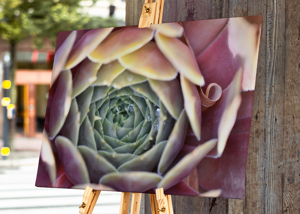 Houseleek after rain