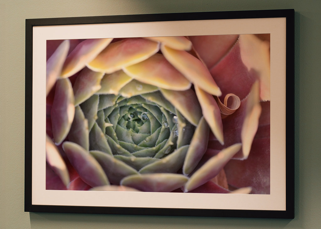 Houseleek after rain