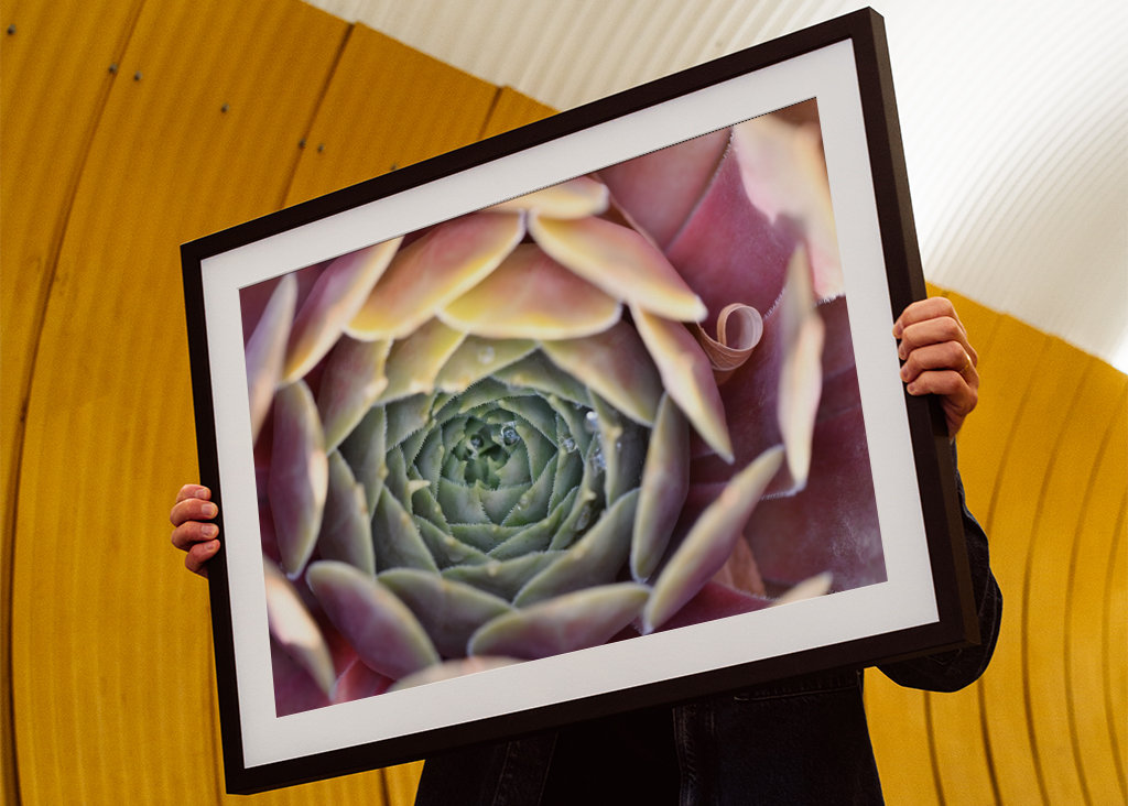 Houseleek after rain