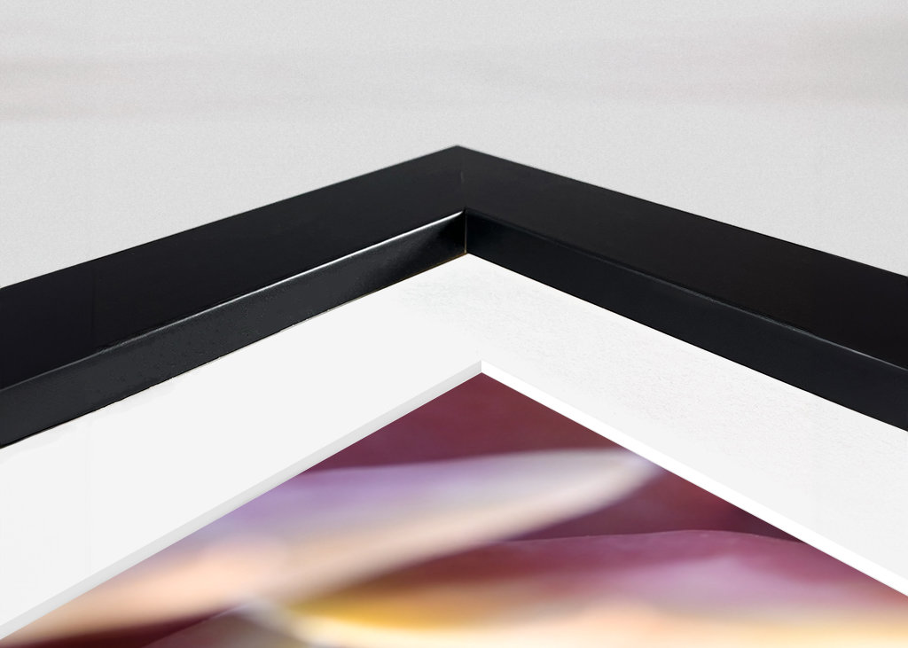 Houseleek after rain