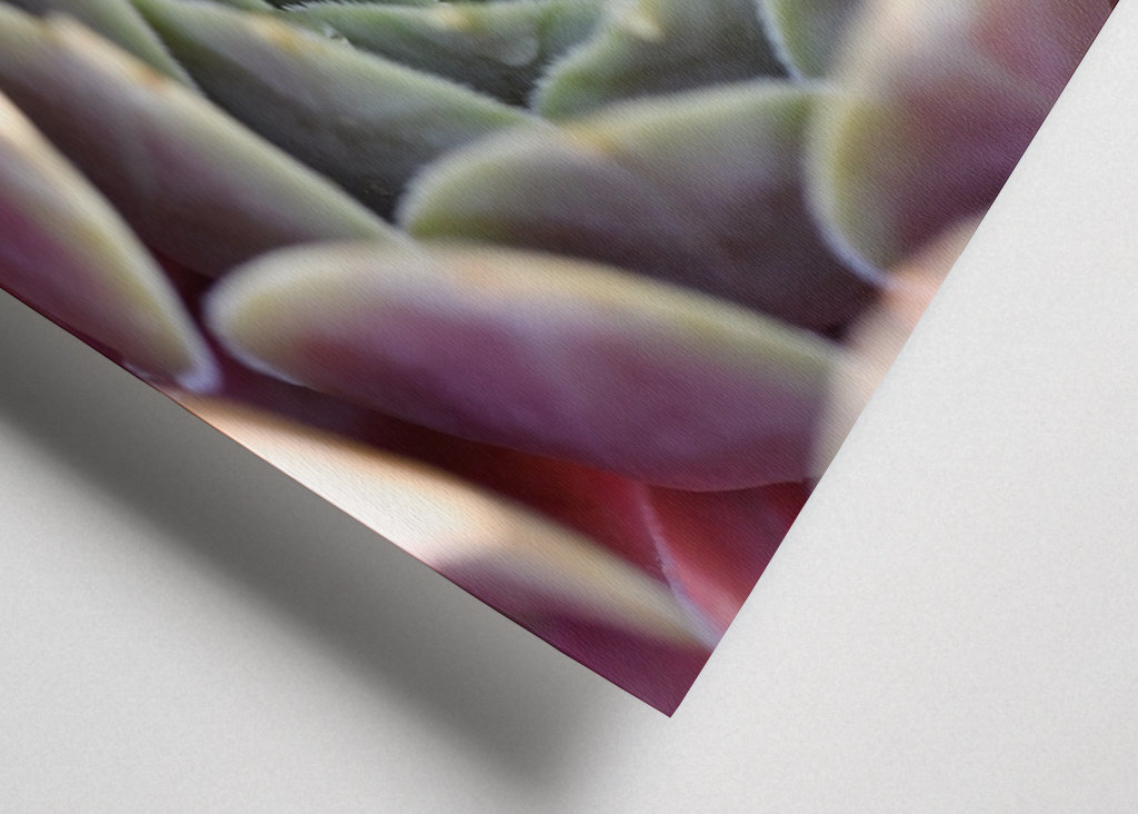 Houseleek after rain