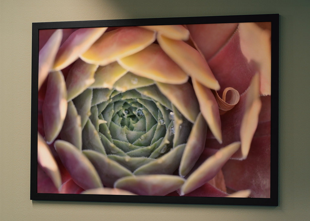 Houseleek after rain